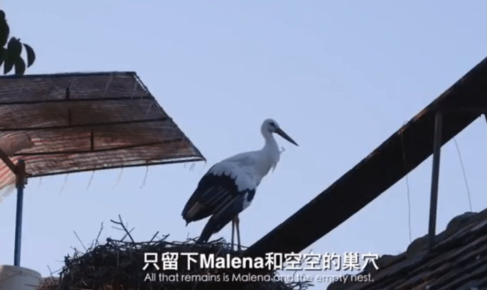 白鹳玛琳娜阿克最新消息,白鹳玛琳娜阿克，最新消息与动态